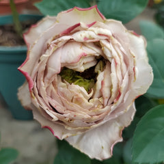 Shelvers Rose Plant | 贝壳花瓶 image 2