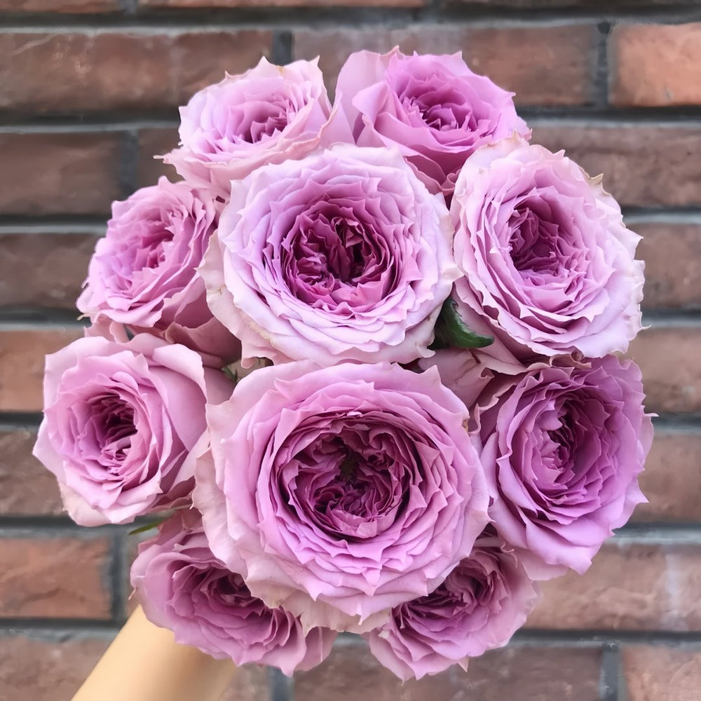 Country Spirit Song Rose Plant|乡村音乐 image 0