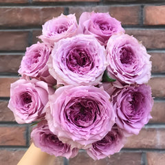 Country Spirit Song Rose Plant|乡村音乐 image 0