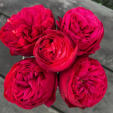 Piano Rose Plant| 红钢琴 image 0
