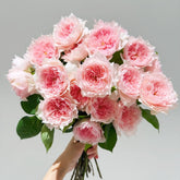 Monique Darve Rose Plant | 莫妮卡戴维 image 0