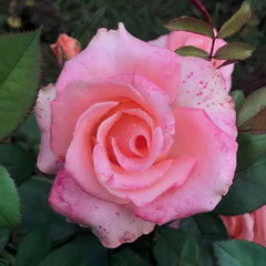Mousse Rose Plant | 慕斯 image 0