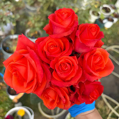 Dragon Tale Rose Plant|龙的故事 image 0
