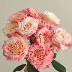 Taolesi Rose Plant|桃乐丝 image 1