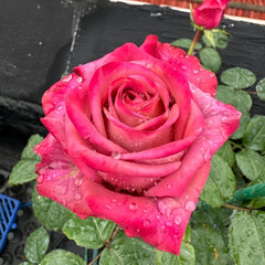 Barista Rose Plant |调香师 image 3