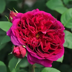 Munstead Wood Rose Plant|曼斯特德伍德 image 3