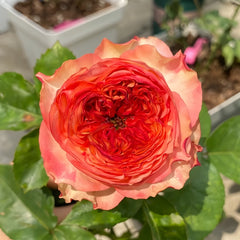 Star Trek Rose Plant|星际迷航 image 0