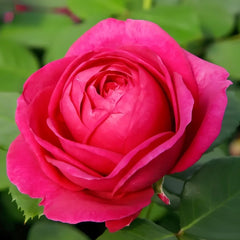 Fur Elise Rose Plant|致爱丽丝 image 1