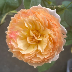 Apricot Fat Rose Plant|杏子肥 image 3