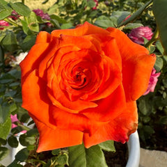 Copacabana Rose Plant|卡巴酷吧拉 image 1