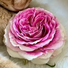 Dory Rose Plant|多莉 image 2