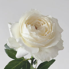 Snowball Forever Rose Plant|永恒之雪 image 1