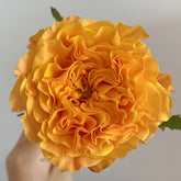 Orange Reeva Rose Plant|橙色风暴 image 0