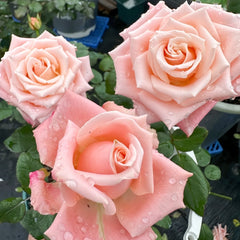Almond Milk Candy Rose Plant|杏仁奶糖 image 3