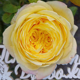 Cassandra Rose Plant|卡桑德拉 image 0