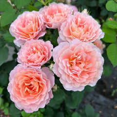 Zhiqiu Rose Plant|知秋 image 3