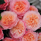 SEN Rose Plant|千 image 0