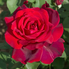 Papa Meilland Rose Plant|玫昂爸爸 image 1