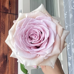 Brut Rose Plant|布鲁特 image 1