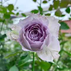 Lucifer Rose Plant|路西法 image 3