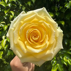Gold Strike Rose Plant|金香玉 image 1