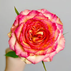 Norwegian Forest Rose Plant|挪威森林 image 1