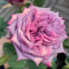 Dolcetto Rose Plant | 多姿桃 image 2