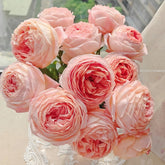 Confiture Rose Plant | 果酱 image 0