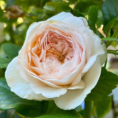 J'adore Rose Plant|真我 image 3
