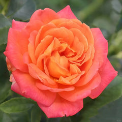Vulcano Rose Plant|火神岛 image 2