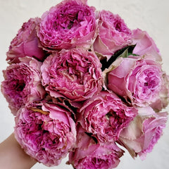Wild Moments Rose Plant|狂野时刻 image 0
