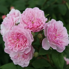 Romantic Siluetta Rose Plant|浪漫剪影 image 3