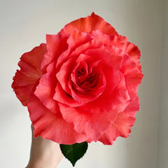 Yuhaitang Rose Plant|玉海棠 image 3