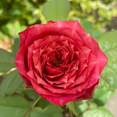 Magic Vuvuzela Rose Plant|魔法珊瑚心 image 2