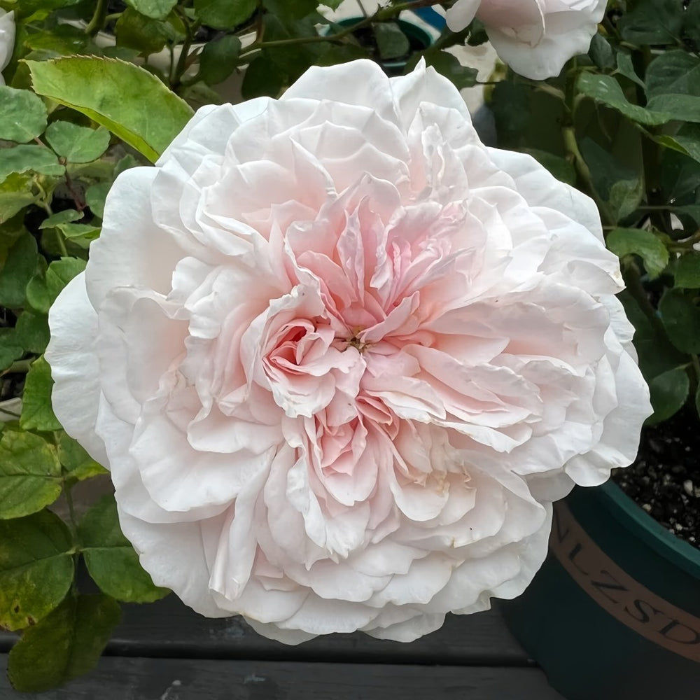Princess Hoshiko Rose Plant|星子公主 image 0