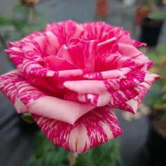Pink Intuition Rose Plant|粉色直觉 image 3