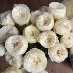 Mansfield White Park Rose Plant|曼斯菲尔德白色庄园 image 2