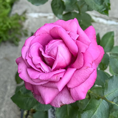 Claude Brasseur Rose Plant|克劳德布拉瑟 image 1