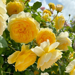 The Poet's Wife Rose Plant | 诗人的妻子 image 2