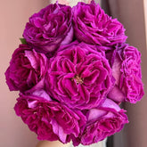 Yu Ji Rose Plant|虞姬 image 0