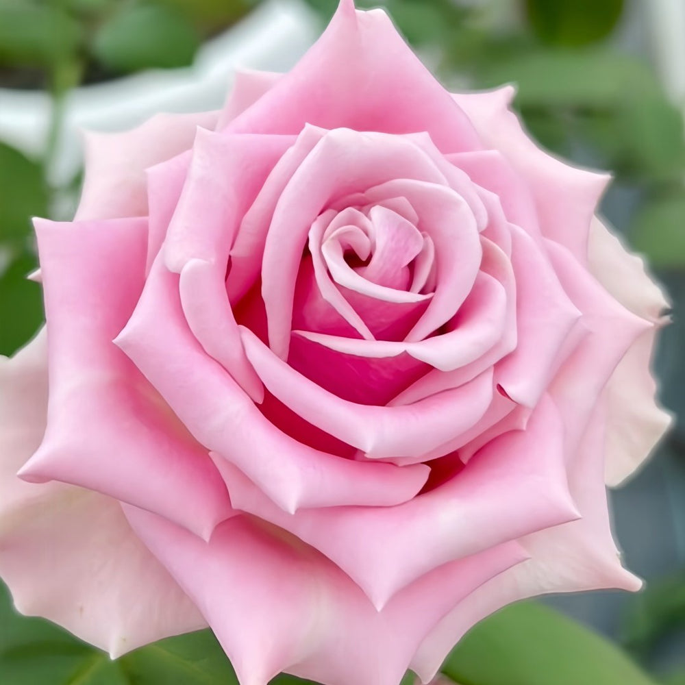 Prime Time Rose Plant|黄金时间 image 0