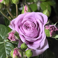 Shinoburedo Rose Plant|蓝色风暴 image 3