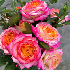 Pop Star Rose Plant|流行歌星 image 0