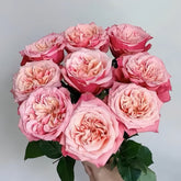 Alter Ego Rose Plant|闺蜜 image 0