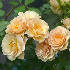La broche Rose Plant|胸针/拉布罗什 image 0