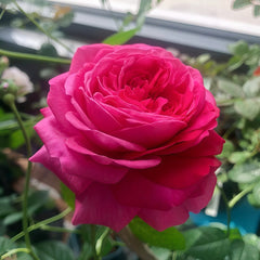 Capability Rose Plant | 才能 image 2