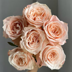 Warm hearted Milk Pastry Rose Plant|暖心奶油酥 image 1