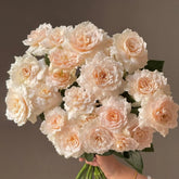 Chiffonade Rose Plant | 雪纺 image 0