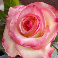 Tormenta Rose Plant|托尔门塔 image 3