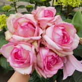 Optimiste Rose Plant|乐天派 image 0